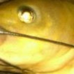 Meet your Posher, Donnie